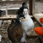 Shady Acres Farms, North Carolina