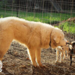 Shady Acres Farms, North Carolina, Great Pyrenees, Livestock guardian dog, Nigerian Dwarf Goat