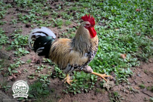 Shady Acres Farms, North Carolina