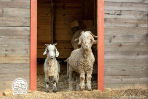 Shady Acres Farms, North Carolina