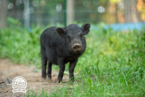 Shady Acres Farms, North Carolina