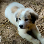 AKC registered Great Pyrenees, Shady Acres Farms, North Carolina, Great Pyrenees puppies for sale, Great Pyrenees puppies nc, livestock guardian dogs