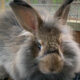 Shady Acres Farms, North Carolina, angora rabbit