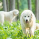 Great Pyrenees NC, Shady Acres Farm NC, Great Pyrenees Thomasville North Carolina, Great Pyrenees for sale in NC, Livestock Guardian Dog north carolina, livestock guardian dog for sale, Great Pyrenees North Carolina, Great Pyrenees for sale