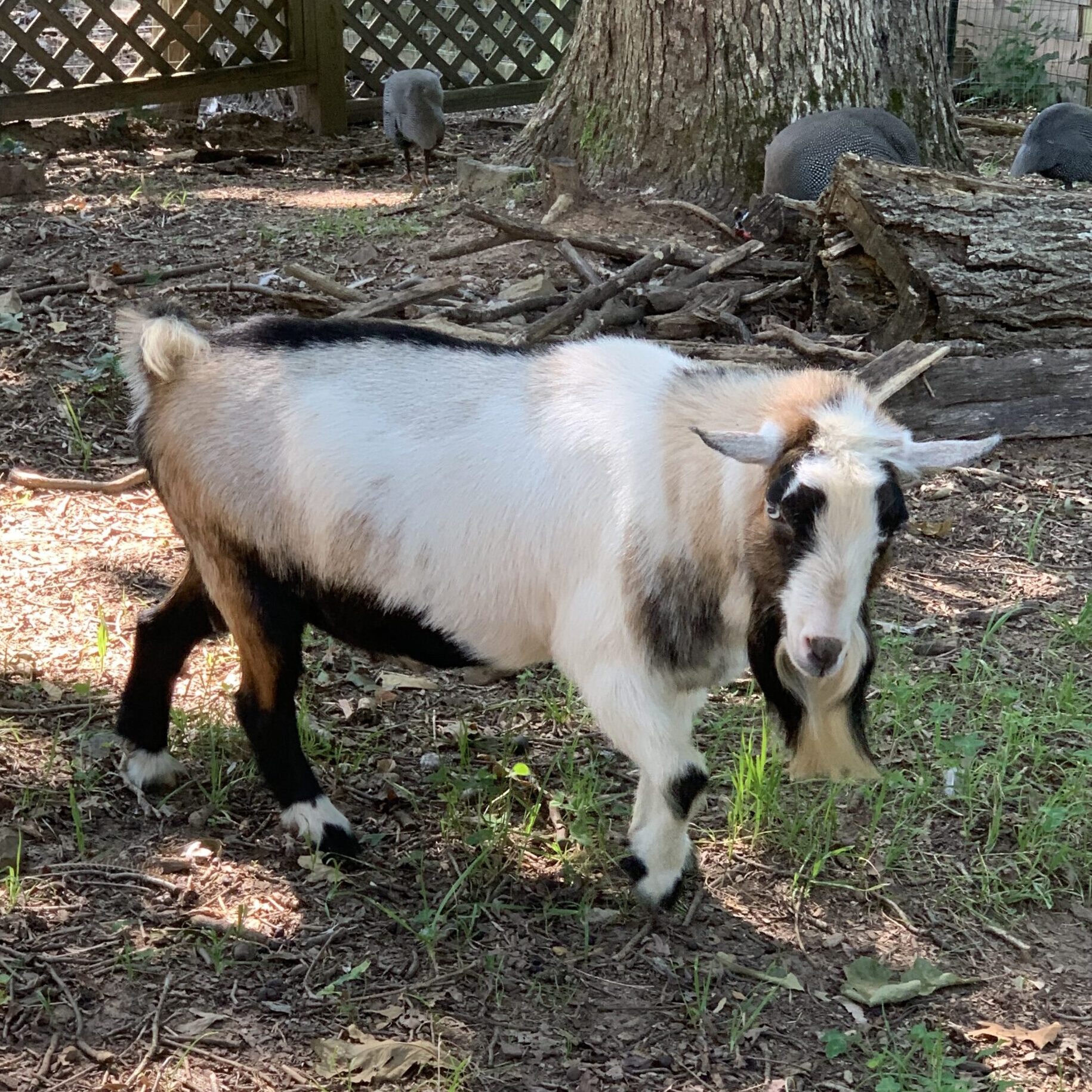 blue eyes Nigerian dwarf goat, Shady Acres Farm, North Carolina, ADGA registered