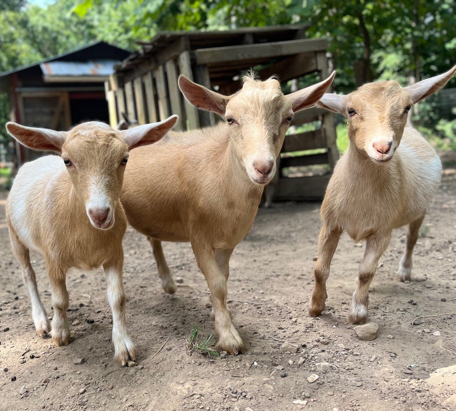 nigerian dwarf goats north carolina