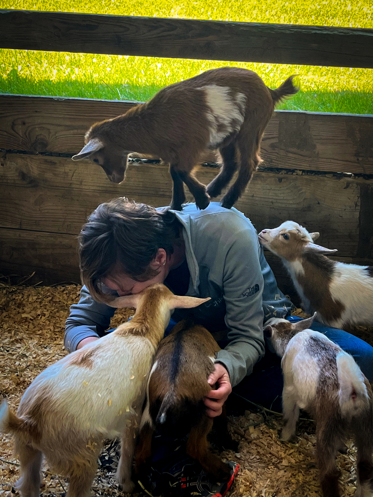 Goat Therapy Sessions